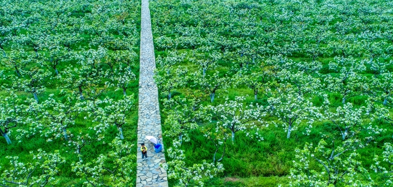 风雨桥头梨花开