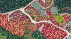 重慶巴南：春光爛漫楓似火