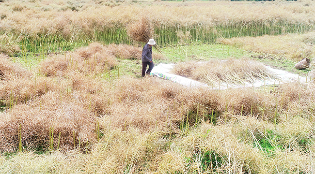 航拍：夏收正当时 重庆酉阳万亩油菜收割忙