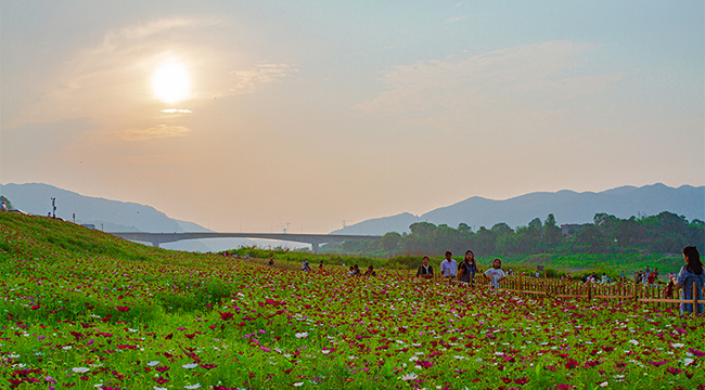 格桑花开了：巴南木洞长江边 打卡拍照约起来