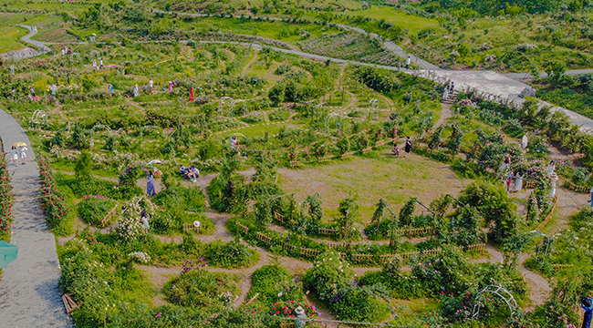上千种玫瑰花能治愈你吗？巴南这座&ldquo;秘密花园&rdquo;等你来