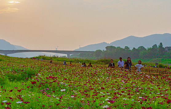 格桑花開了：巴南木洞長江邊 打卡拍照約起來