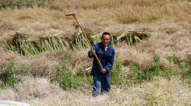 馬喇鎮油菜成熟了 小萬村繪就&ldquo;豐收圖&rdquo;