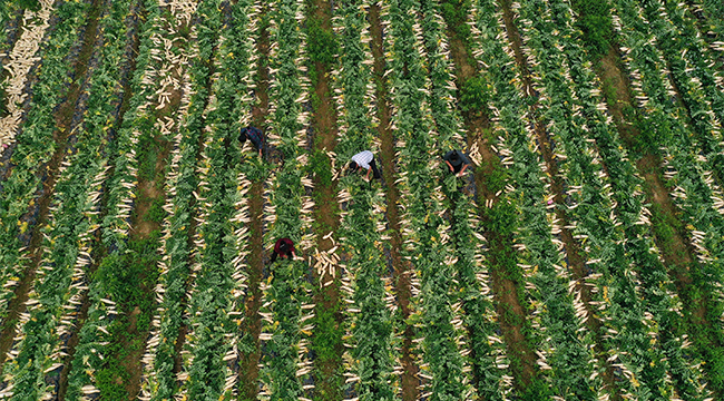 重庆黔江：疫情期间抢种的白萝卜成熟了 一片丰收景象