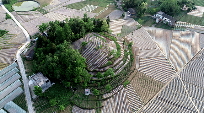 无人机航拍：烤烟田里耕作忙