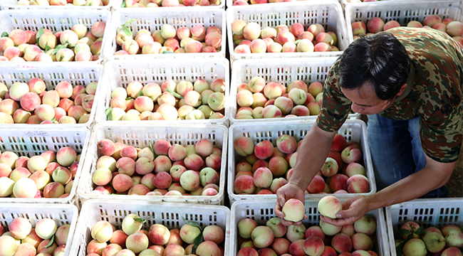 重庆黔江：庞春武家的桃子熟了 乱石岗成花果山