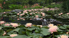 重慶黔江：睡蓮朵朵開 農家美如畫