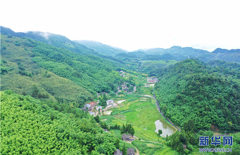 明月山百裏竹海，蒼翠連綿，層層疊疊。近年來，這片由35萬畝連片竹林構成的西部最大高山竹海成為重慶梁平的新名片。