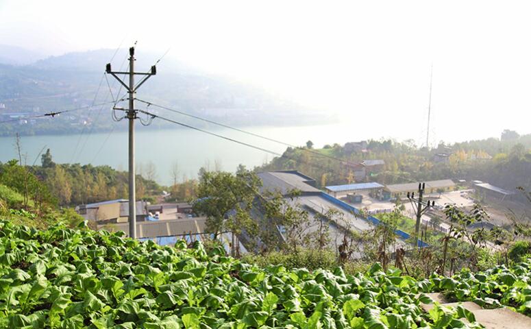 一粒種子、一碟小菜、一個産業&mdash;&mdash;&ldquo;涪陵榨菜&rdquo;煥發新活力