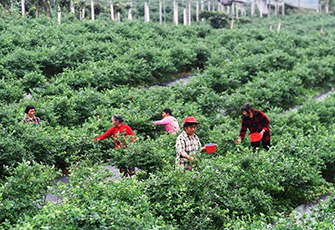 藍莓産業助農增收