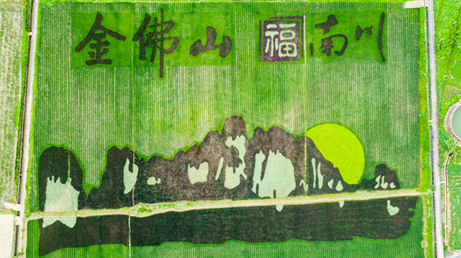 【“飛閱”中國】稻花香裏繪美景 重慶這幅“稻田畫”亮眼