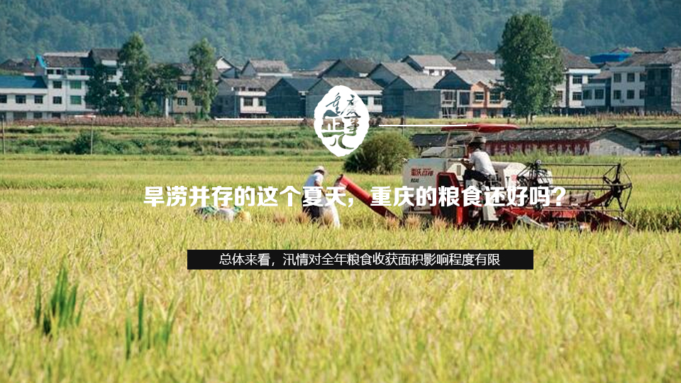 旱澇並存的這個夏天，重慶的糧食還好嗎？