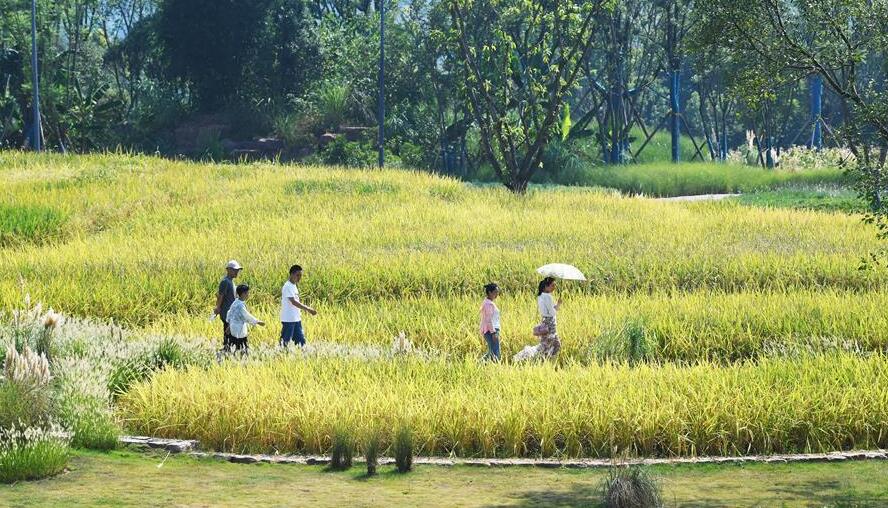 畅游广阳岛 体验生态修复成果