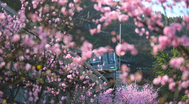 【飞阅中国】穿越花海开往春天的&ldquo;山城单轨&rdquo;
