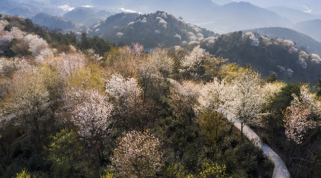 櫻花爛漫 來重慶雲龜山赴一場與春天的約會