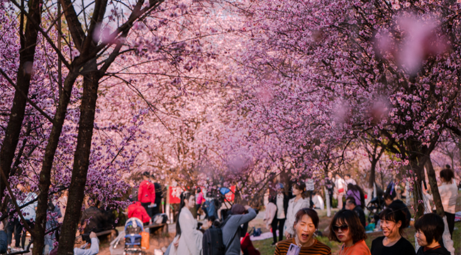 打卡重庆照母山梅林花海 惊艳了春天