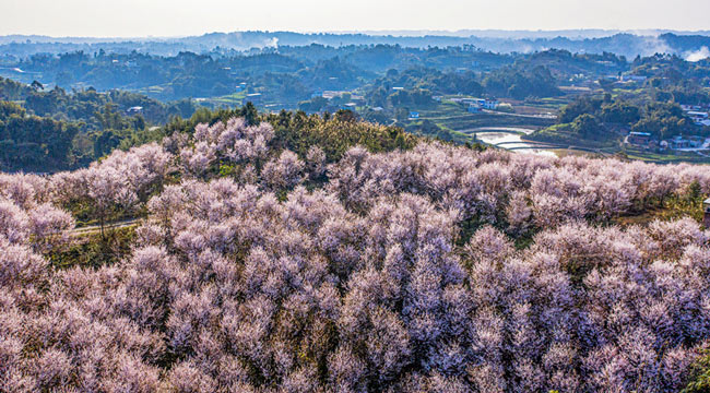 重庆粉色花海浪漫来袭 灿若烟霞春意浓