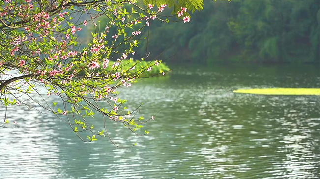 春在重庆城中央 打卡九龙坡彩云湖