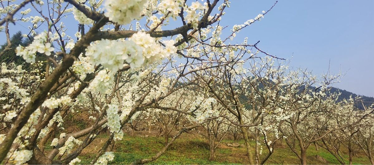 在重庆渝北区统景镇印盒村，漫山遍野的李花层递绵延于山谷农舍之间。(聂阳摄）