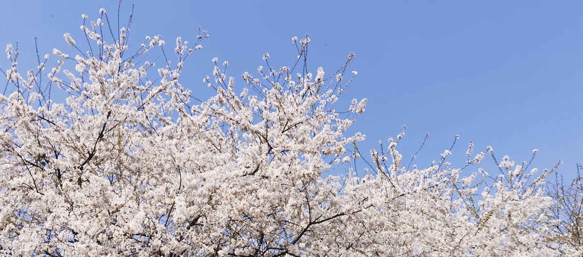 春日花飞雪，山樱如美人。重庆云龟山上近万株野生樱花迎春绽放。(聂阳摄）