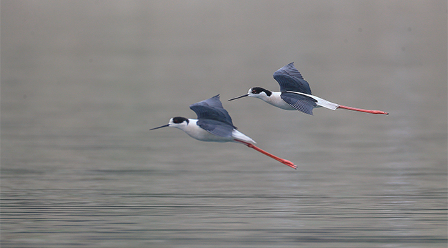 鸟界“超模”飞临重庆大昌湖国家湿地公园