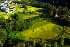 重庆：山区稻田熟 田园秋色美