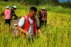 稻谷丰收 种植基地来了一群“红马甲”