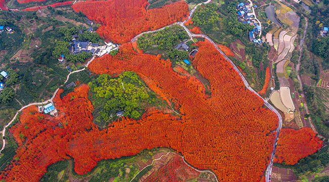 【“飞阅”中国】入冬的寒流吹红了重庆那片红枫林