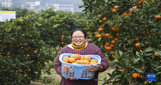 重庆璧山：七塘镇的血橙熟了