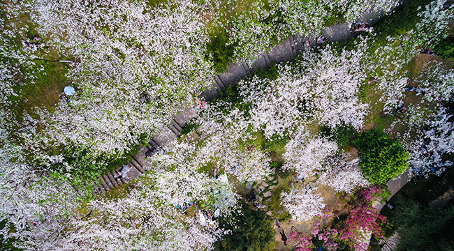 重慶南山植物園春光正盛