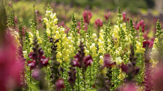 共赴春日盛宴 看金鱼草花海烂漫山城