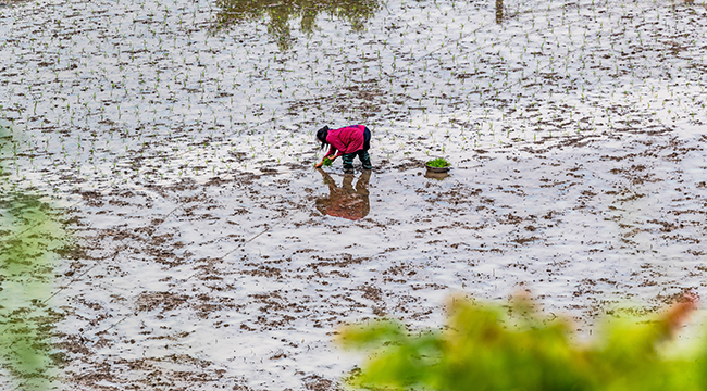 重庆南川：谷雨至 农事忙