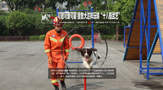 【城市相册】搜救犬这样玩转“十八般武艺”