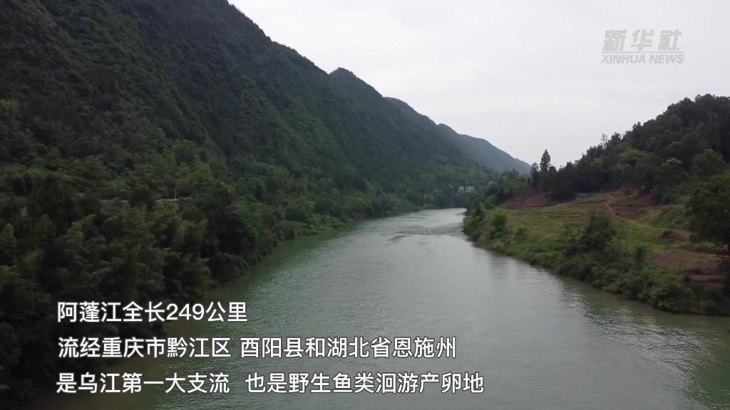 渝鄂两省市首次启动阿蓬江流域禁捕禁钓联合执法