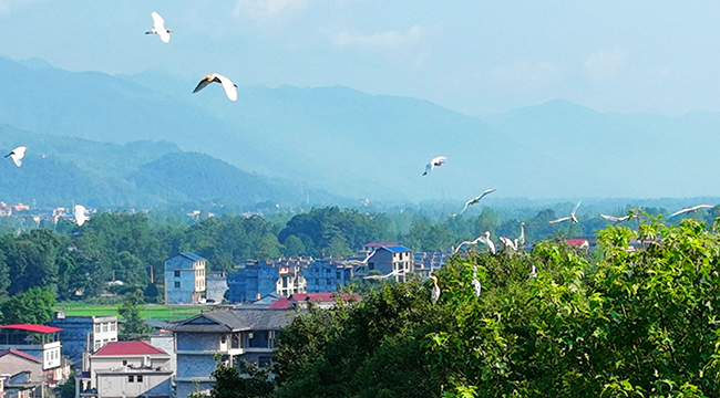 重庆酉阳：绿水青山底色足 振兴路上风景好