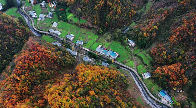 缤纷初冬 航拍城口大巴山彩叶美景