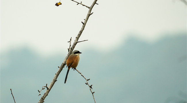 重庆广阳岛进入最佳候鸟观测期
