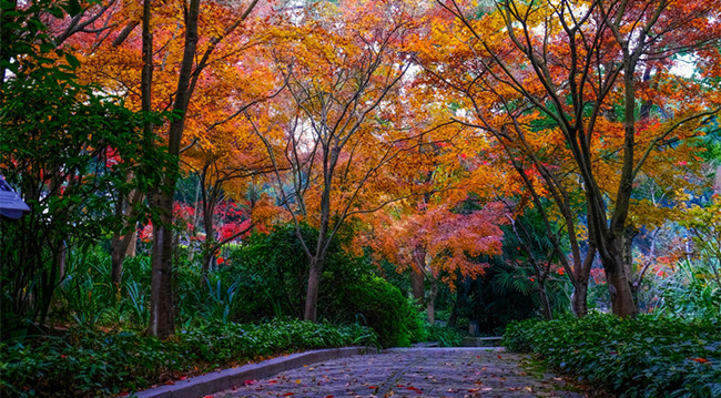 彩林染深冬 给你一个五彩斑斓的山城