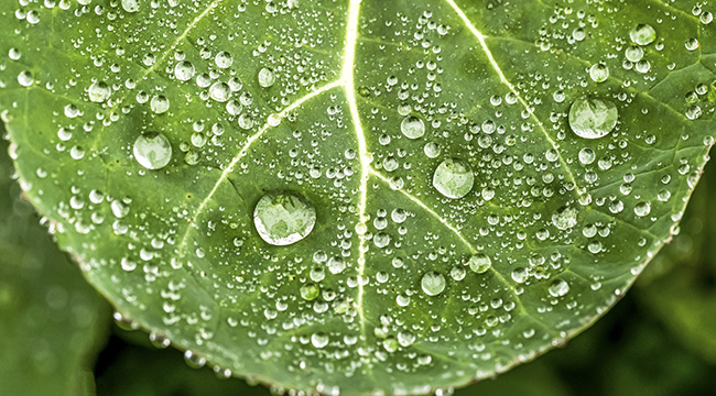 去看最美的春天丨微观镜头下的雨珠，原来这么美！