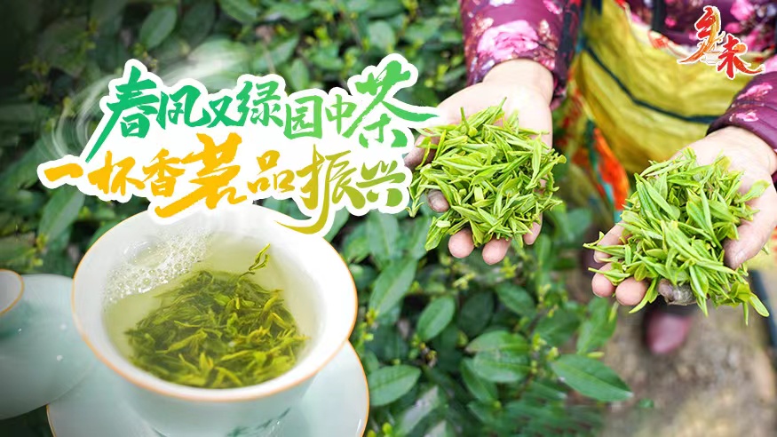 乡味｜永川秀芽：春风又绿园中茶 一杯香茗品振兴