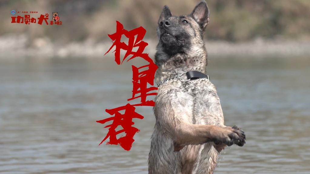 功勋犬来啦｜搜毒精英极星君