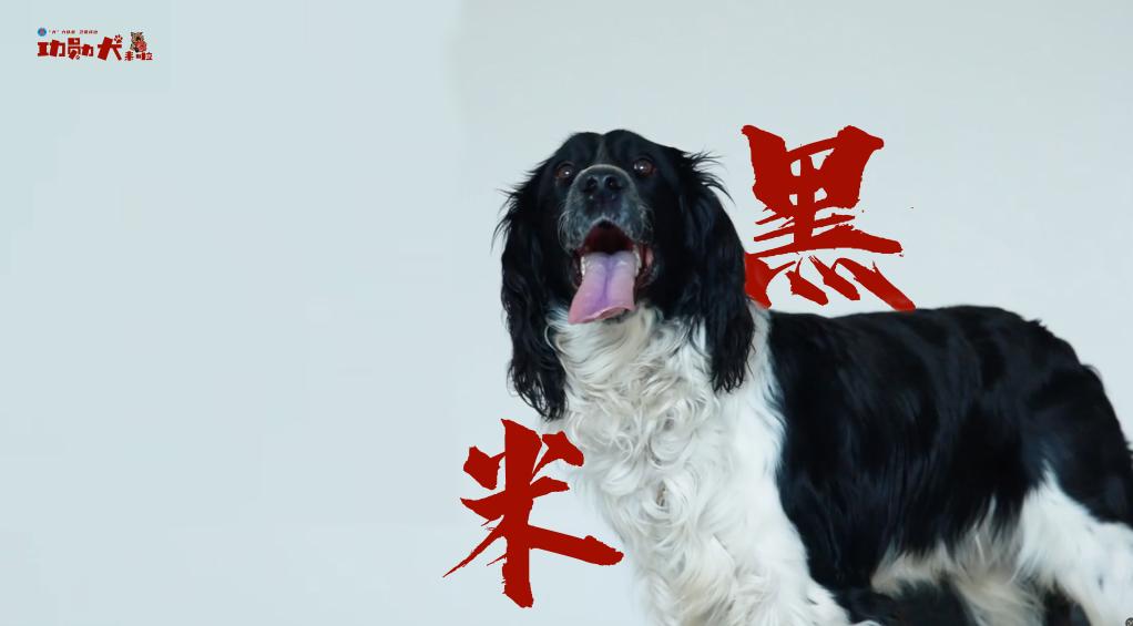 功勋犬来啦｜警犬标兵黑米