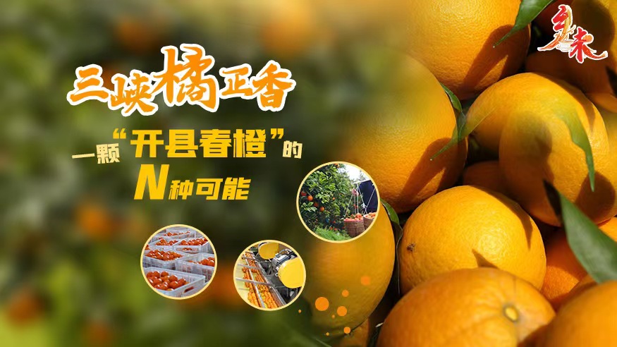 乡味丨三峡橘正香：一颗“开县春橙”的N种可能