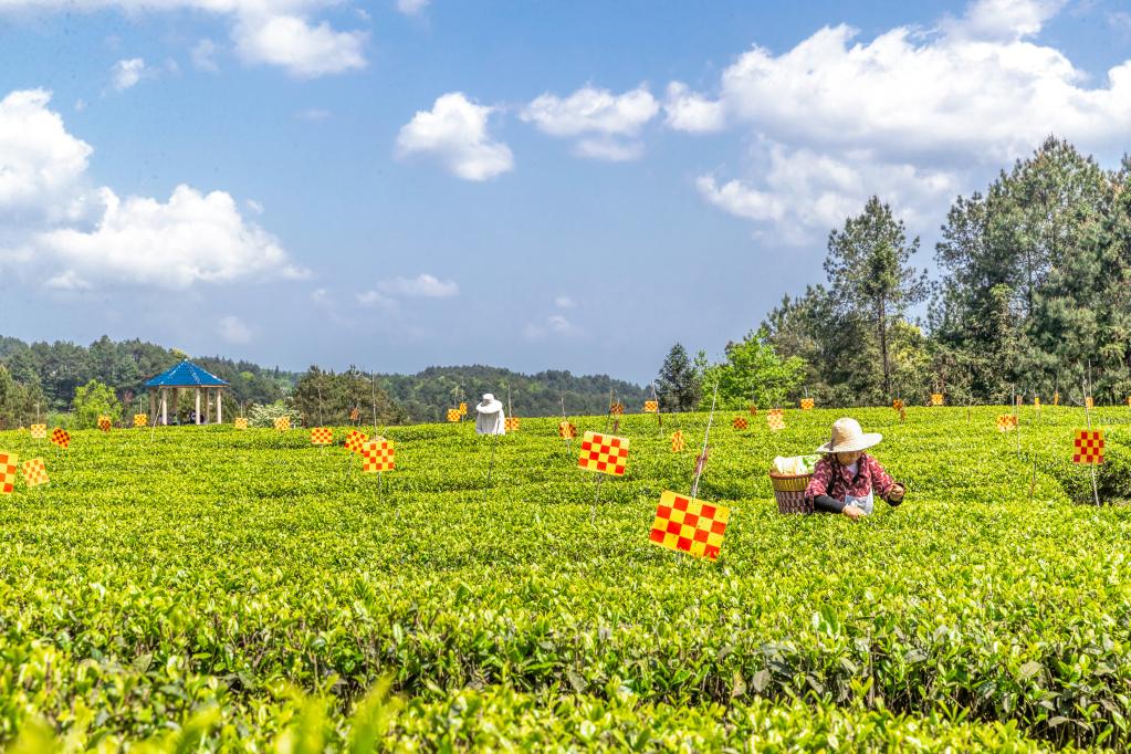 重庆南川：生态茶园穿“花衣”