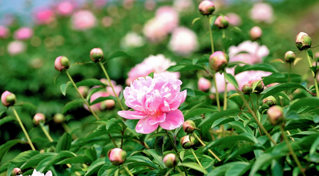 重庆垫江：芍药开出乡村振兴致富花