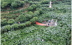 绣球花开迎客来