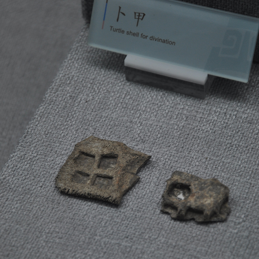 图为双堰塘遗址出土的西周时期卜甲，现藏于巫山博物馆。