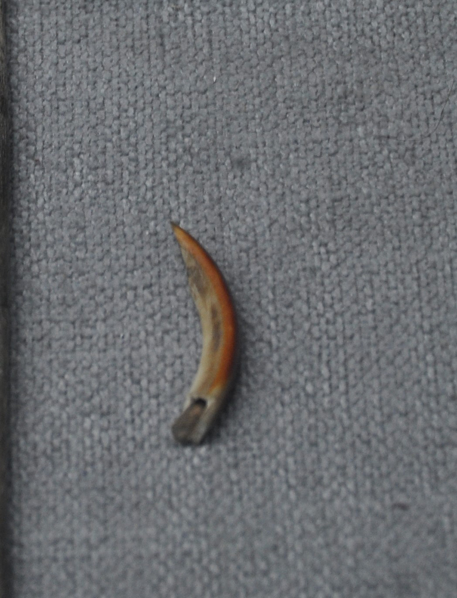 图为双堰塘遗址出土的西周时期牙饰，现藏于巫山博物馆。