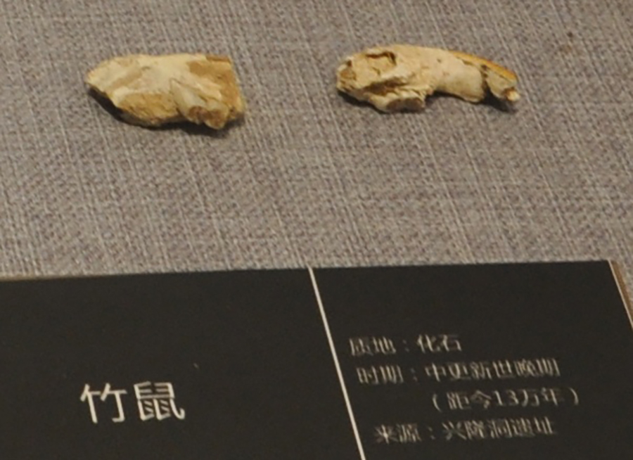 奉节兴隆洞出土的13万年前鬣羚化石，现藏于夔州博物馆。