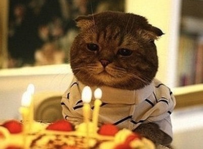 盘点一本正经的动物吃货